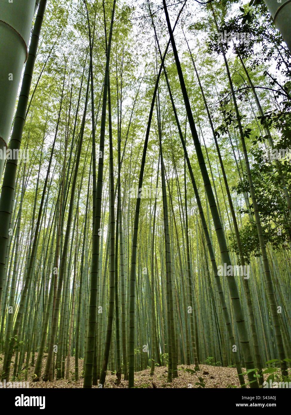 Bamboo grove near Kyoto, Japan Stock Photo Alamy