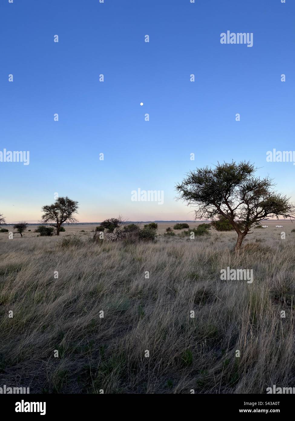 Full moon in the African bush Stock Photo