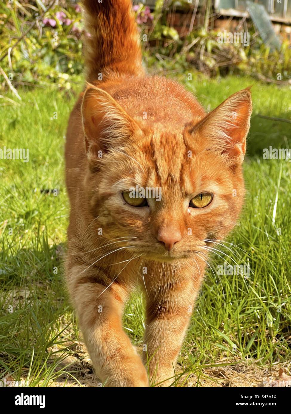 Pretty ginger queen cat walks towards camera on long grass Stock Photo