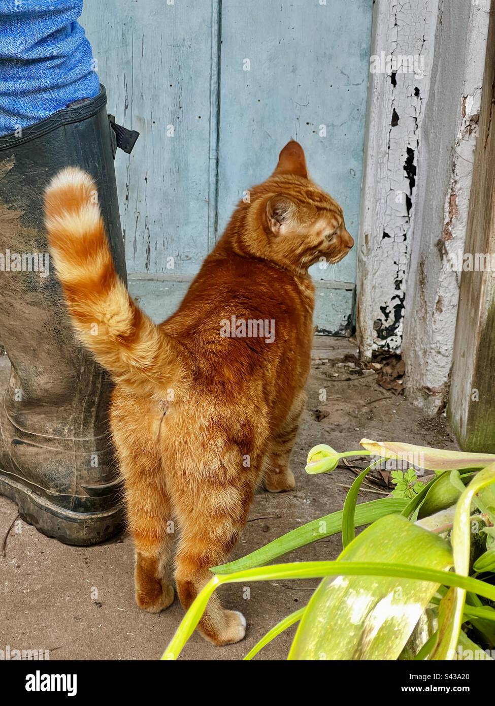 Pretty ginger queen cat stands at old English country cottage door next to a man in Wellington boots Stock Photo