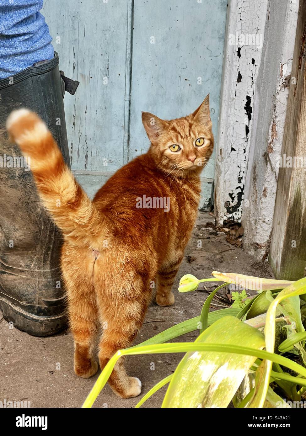 Pretty little ginger queen cat looks at camera while waiting to be let into old English cottage next to a man in Wellington boots Stock Photo