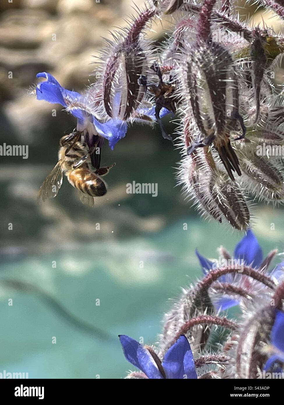 Honey bee in borage - Smartphone Captured Stock Image