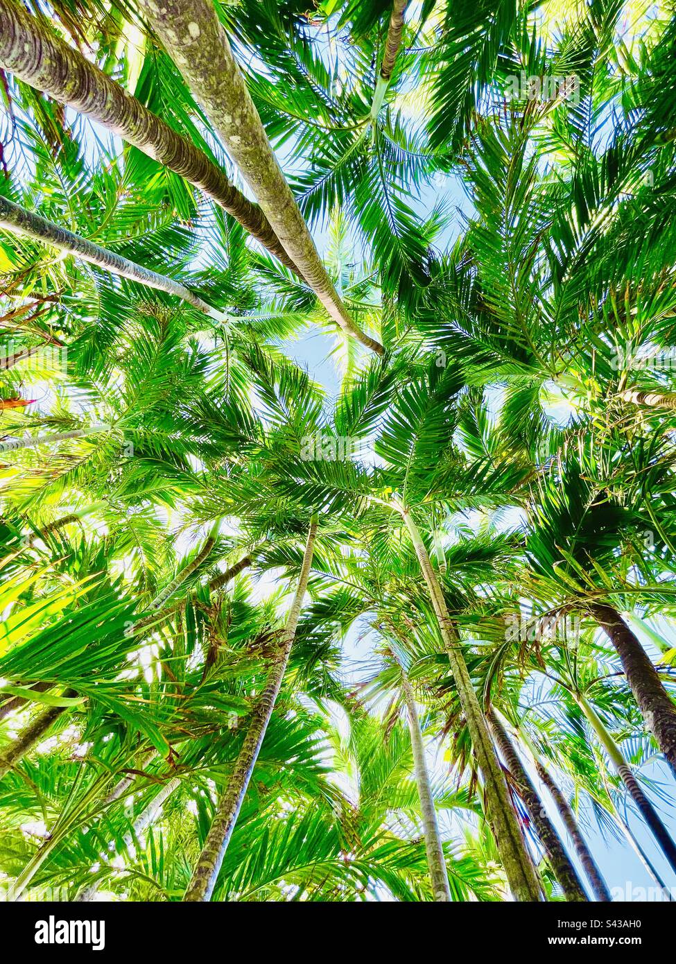 Luminous Palm tree forest perspective laying down and enjoying the view. Feels like a scene from the white Lotus. Beautiful green palm leaves - Smartphone Captured Stock Image