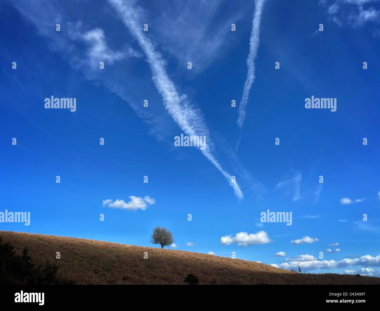 Lone tree on a hill with clouds in a blue sky. - Smartphone Captured Stock Image