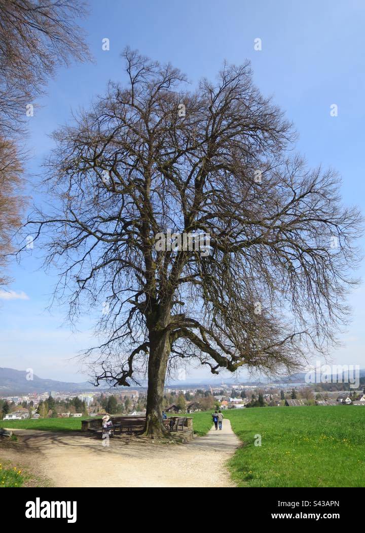 Echolinde! Aarau! Switzerland - Smartphone Captured Stock Image