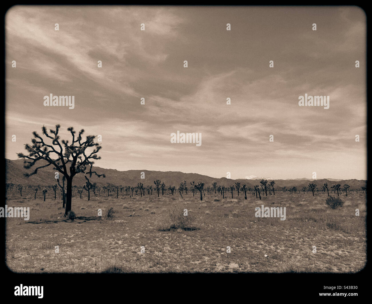 Joshua Tree in desert. Old film edit. - Smartphone Captured Stock Image