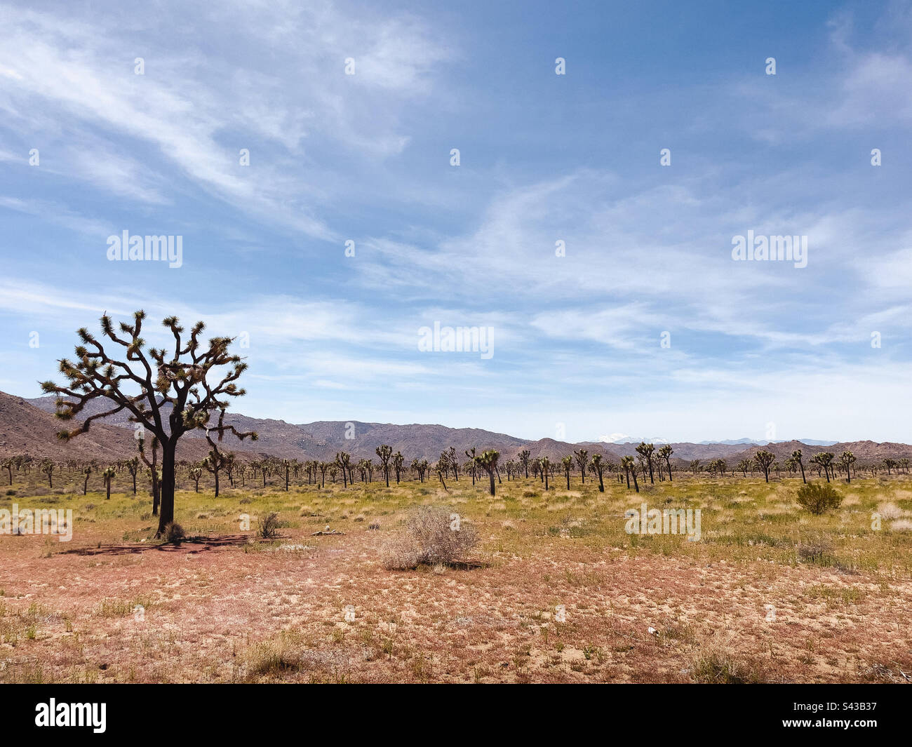 Joshua tree in Joshua Tree National Park in California on a sunny spring day with mountains in the distance. - Smartphone Captured Stock Image