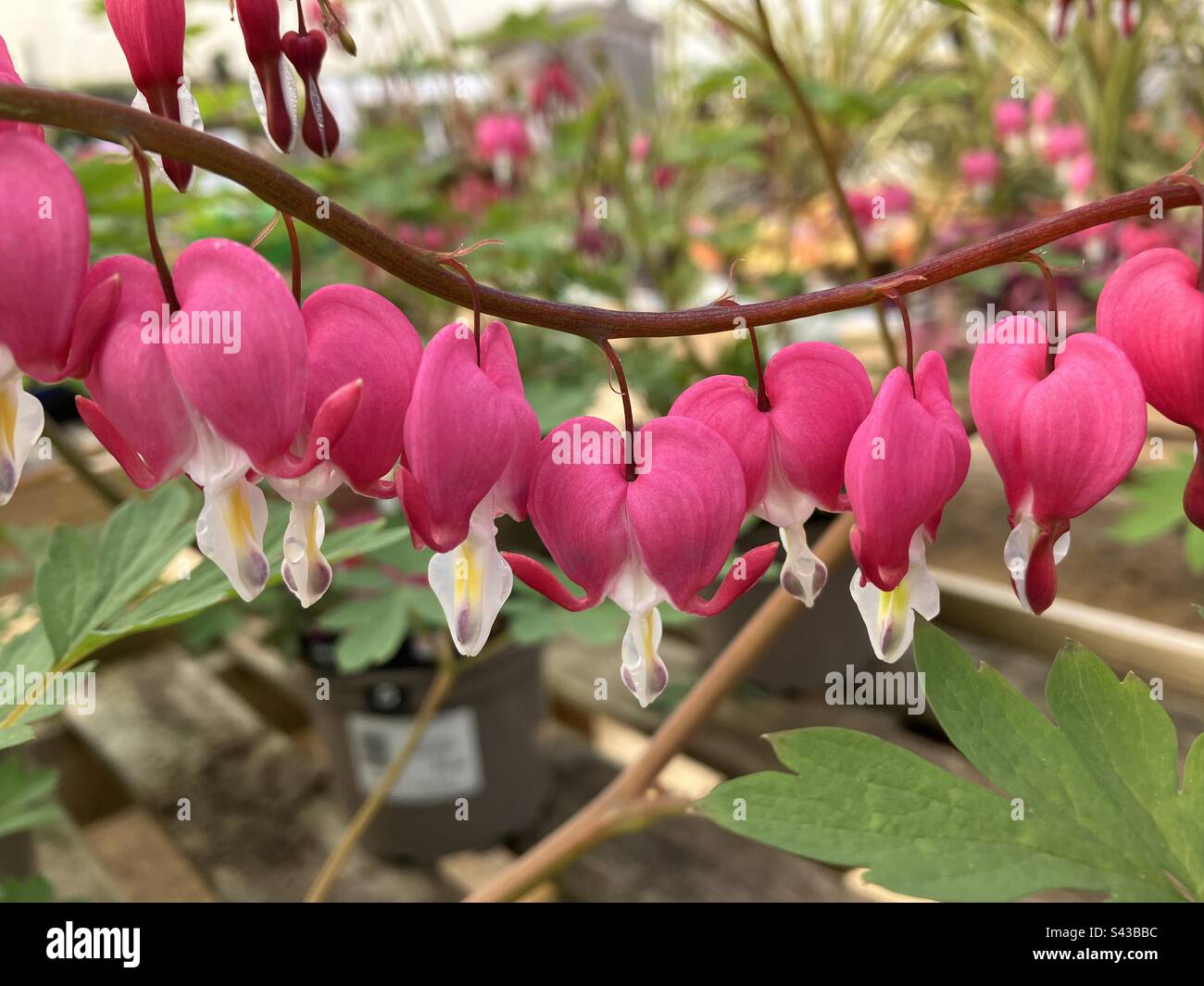 Bleeding heart, also known as dicentra spectabis, in flower in a garden centre Stock Photo