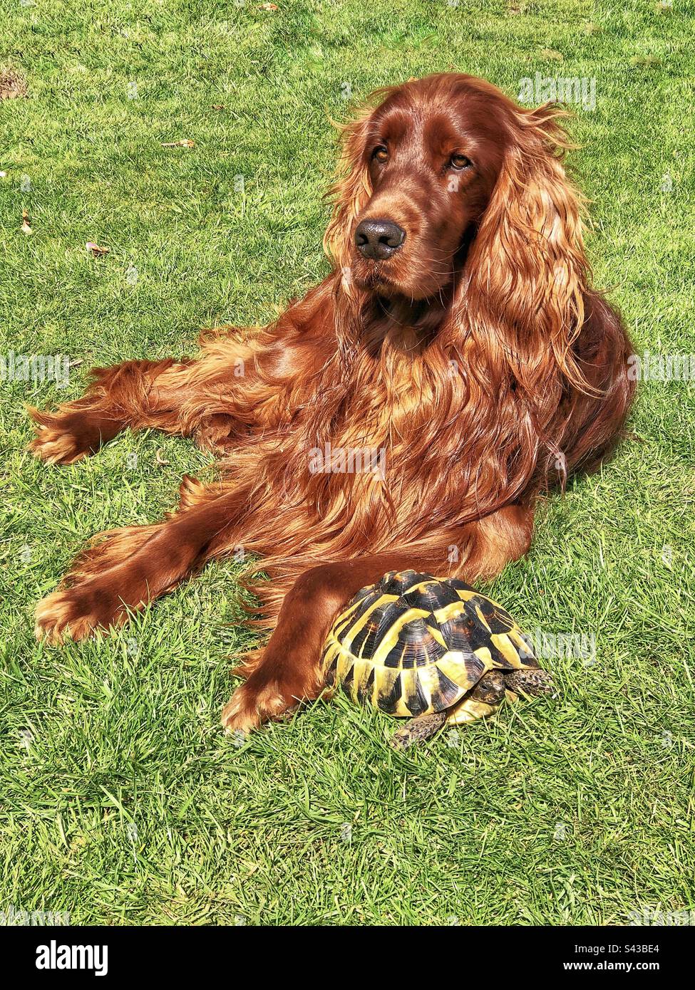 Irish Setter dog (Chester) with tortoise - Smartphone Captured Stock Image