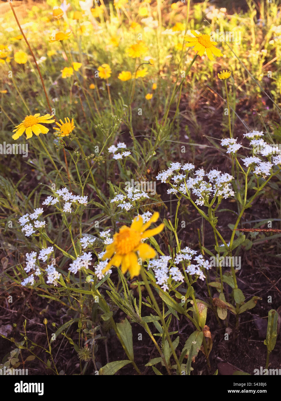 Spring texas wildflowers hi-res stock photography and images - Alamy