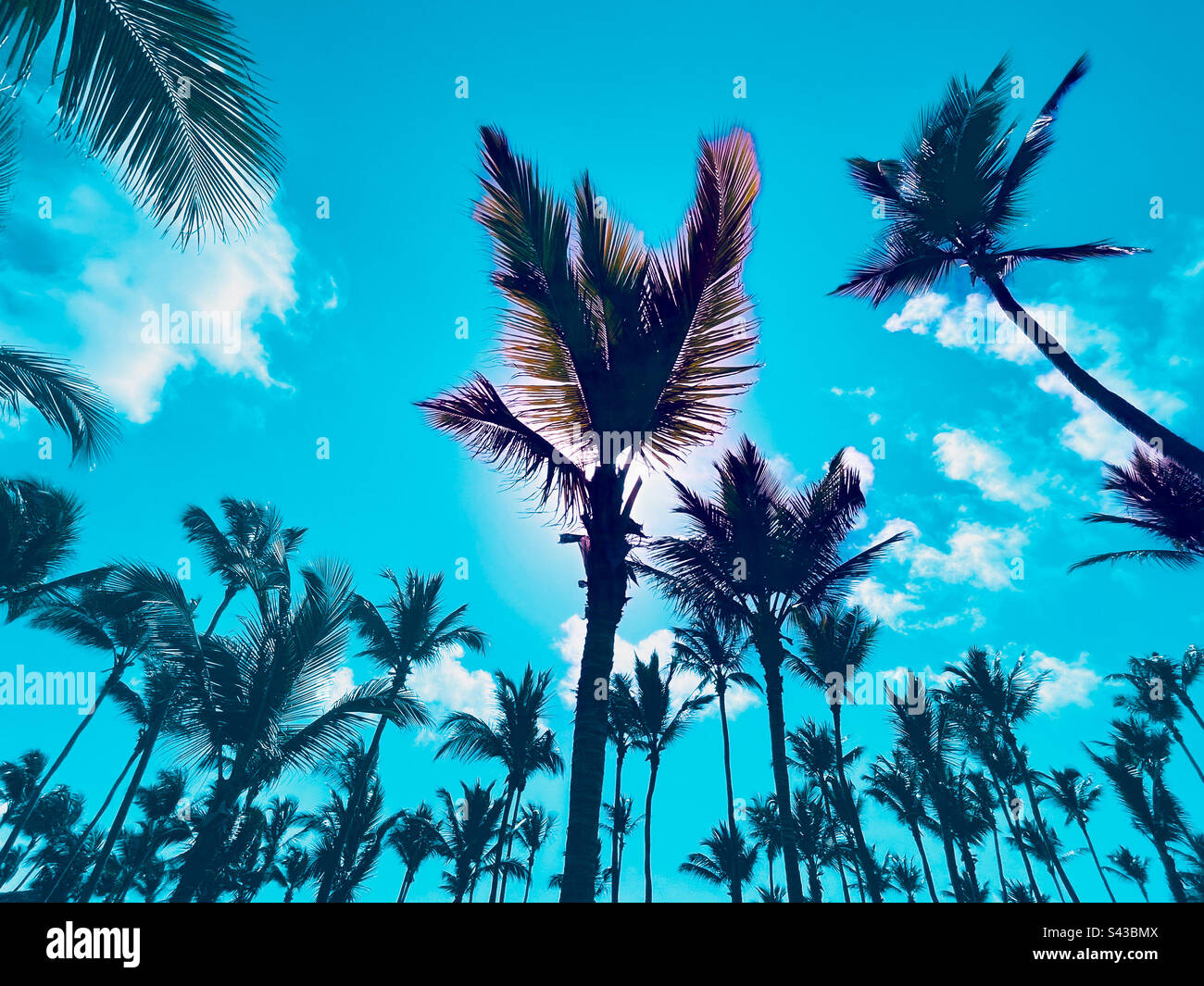 Dreaming of Tropical escapes and Palm tree forests. The Caribbean