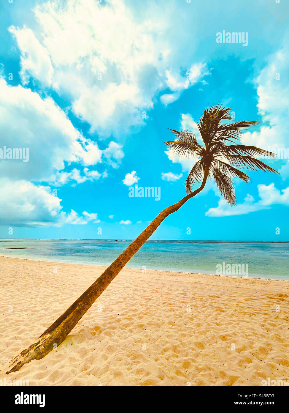 Palm tree with Ocean view (Caribbean Sea View) Beach panoramic, tropical style. Best beach Palm tree - Smartphone Captured Stock Image