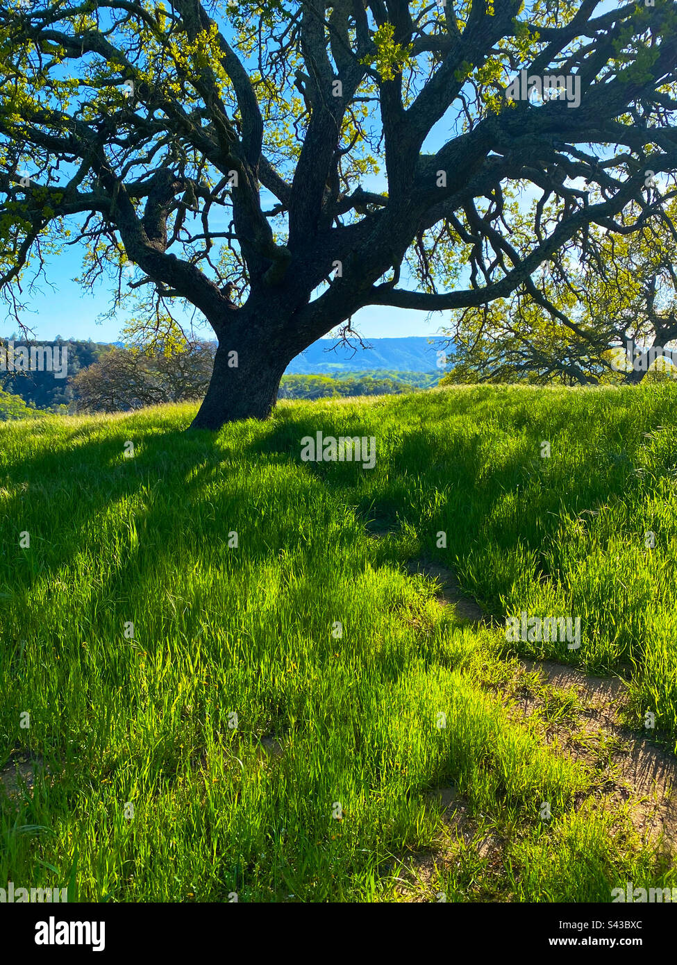 Oak tree in spring on grassy hillside Stock Photo