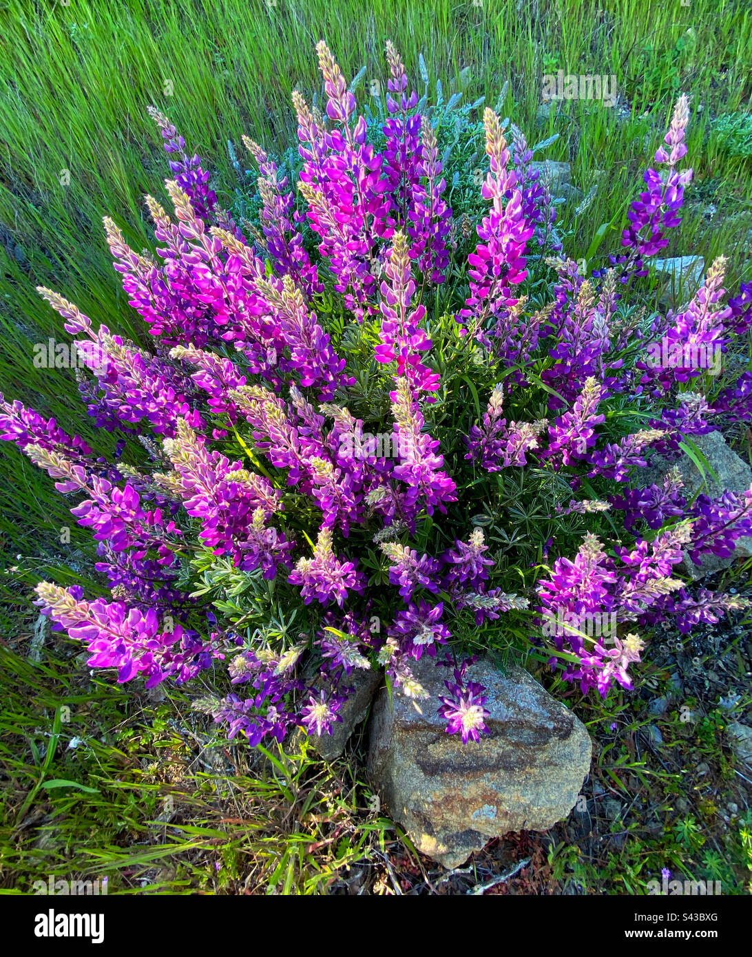 Wildflower in full bloom hi-res stock photography and images - Alamy