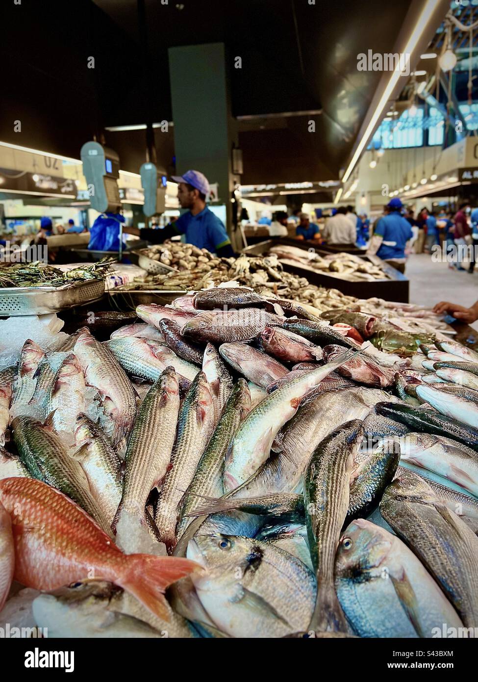 Fish market Abu Dhabi United Arab Emirates Stock Photo Alamy