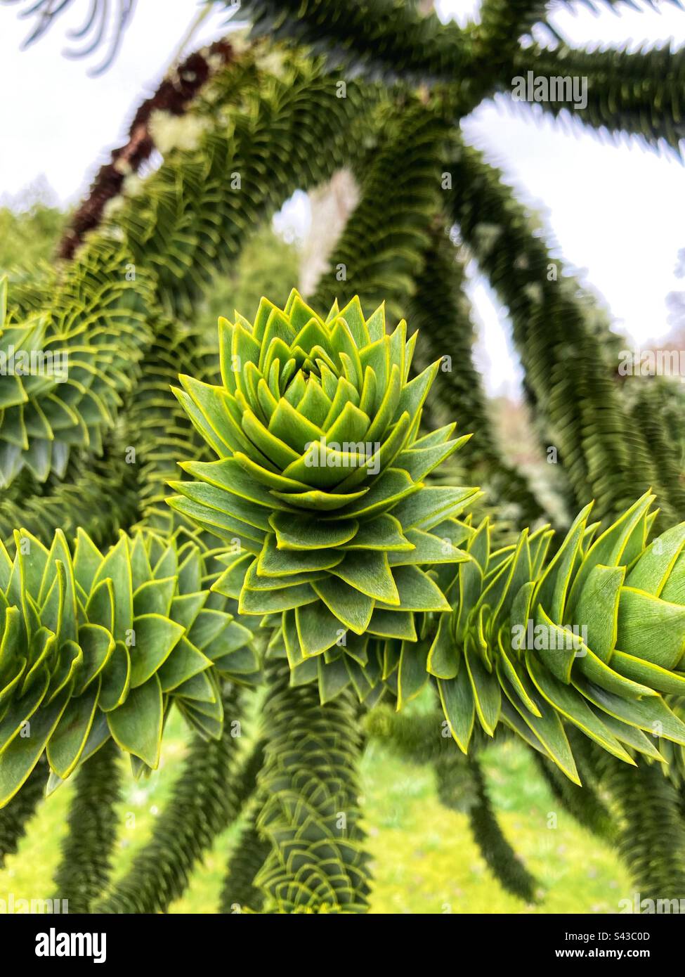 Plant - Smartphone Captured Stock Image