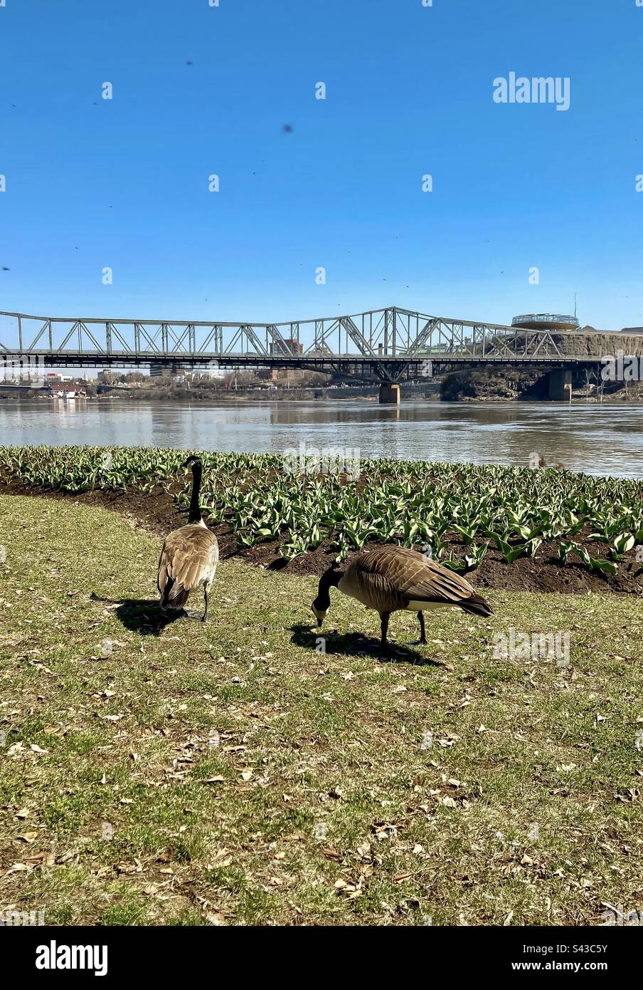 Two Canadian Geese grazing near a tulip flower bed with the Ottawa River and the Alexandra bridge in the background. - Smartphone Captured Stock Image