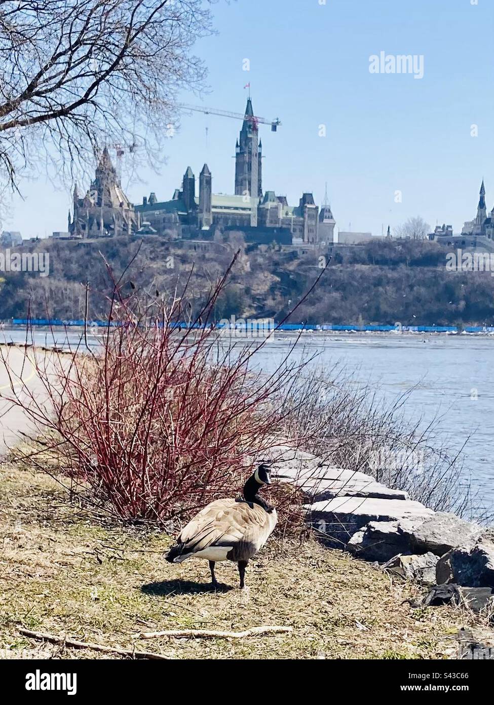 A Canada goose in front of the Canadian Parliament. - Smartphone Captured Stock Image