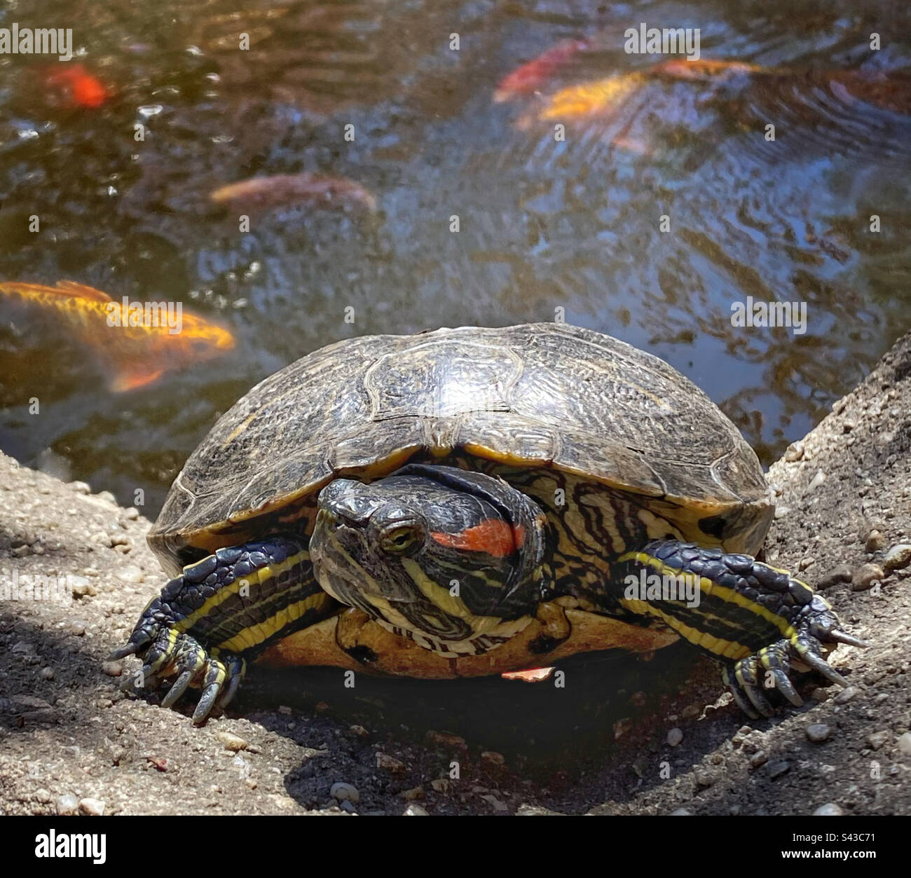Turtle resting on the side of a fish pond - Smartphone Captured Stock Image