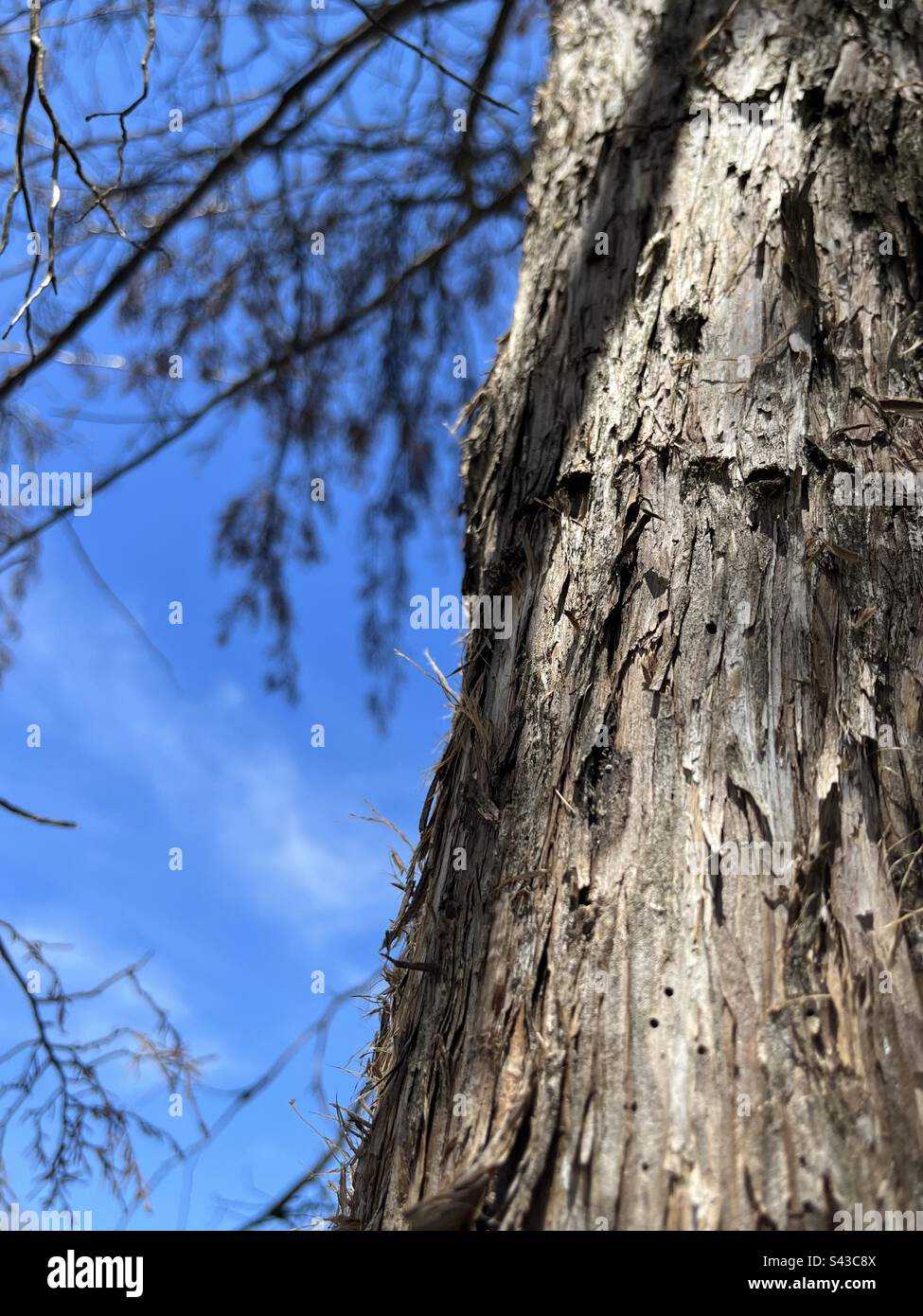 Close up truck of cedar tree with blue sky background. Includes print space. - Smartphone Captured Stock Image