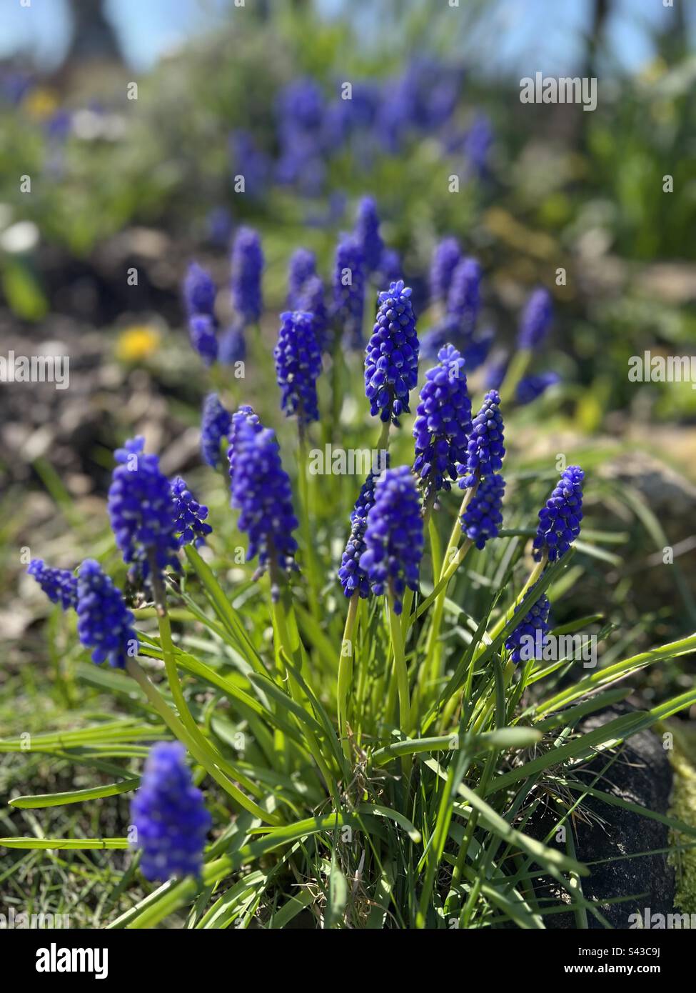 Grape hyacinth’s - Smartphone Captured Stock Image