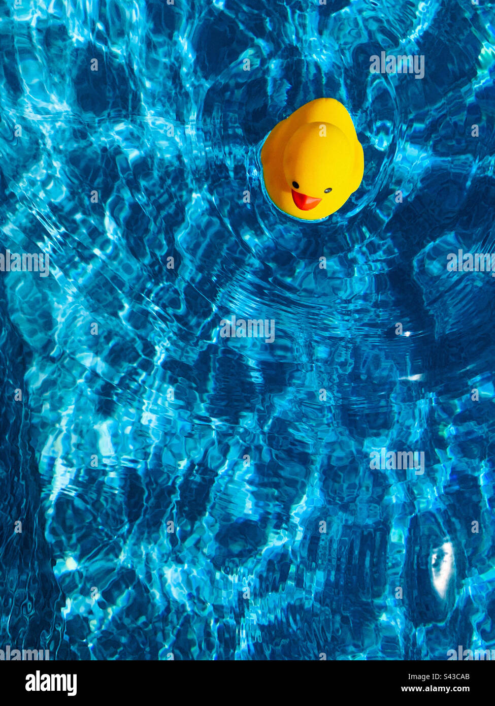 High angle view of a yellow rubber duck floating in swimming pool water ...