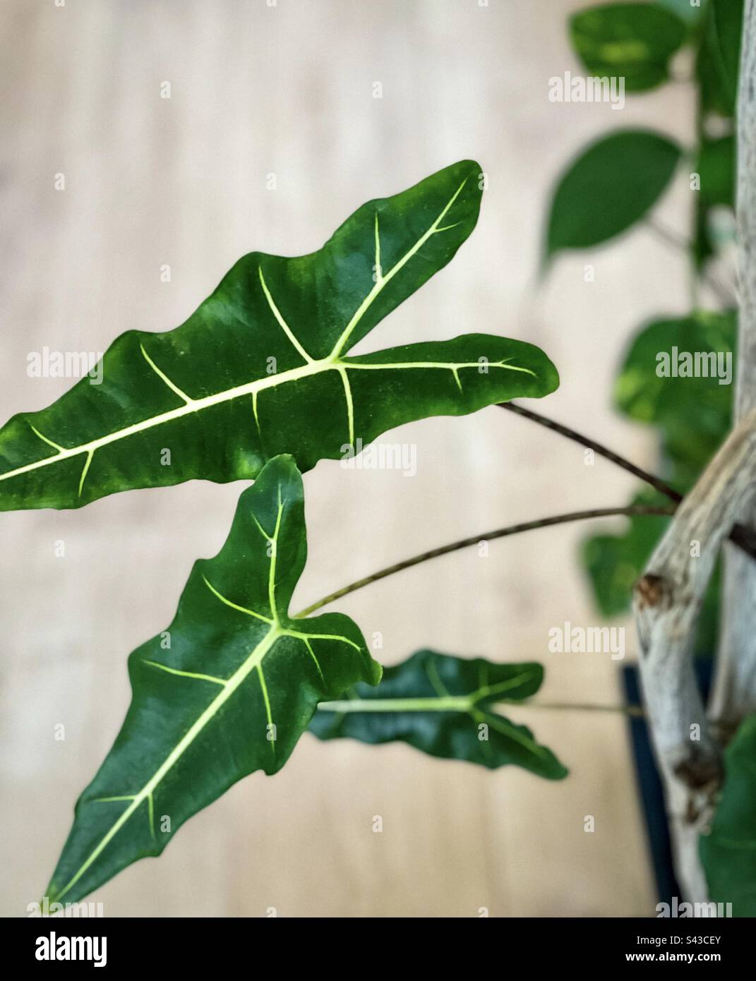 High angle close-up view of leaves of Alocasia Sarian, a hybrid Alocasia with elephant-ear shaped leaves with defined veins against timber flooring, selective focus. - Smartphone Captured Stock Image