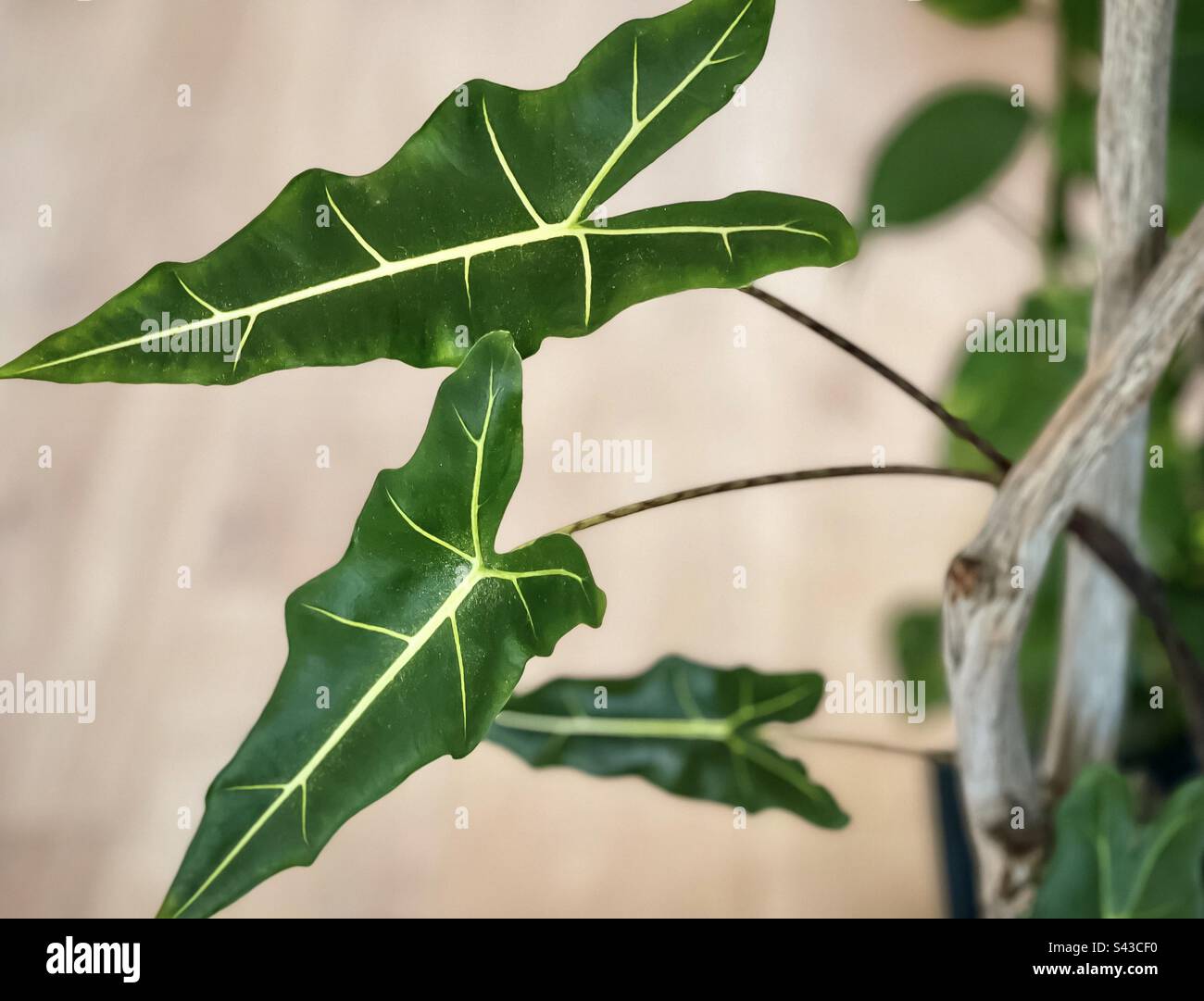 High angle close-up view of leaves of Alocasia Sarian, a hybrid Alocasia with elephant-ear shaped leaves with defined veins against timber flooring, selective focus. - Smartphone Captured Stock Image