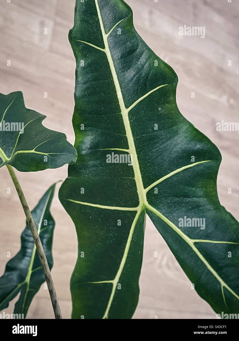 High angle close-up view of leaves of Alocasia Sarian, a hybrid Alocasia with elephant-ear shaped leaves with defined veins against timber flooring. - Smartphone Captured Stock Image
