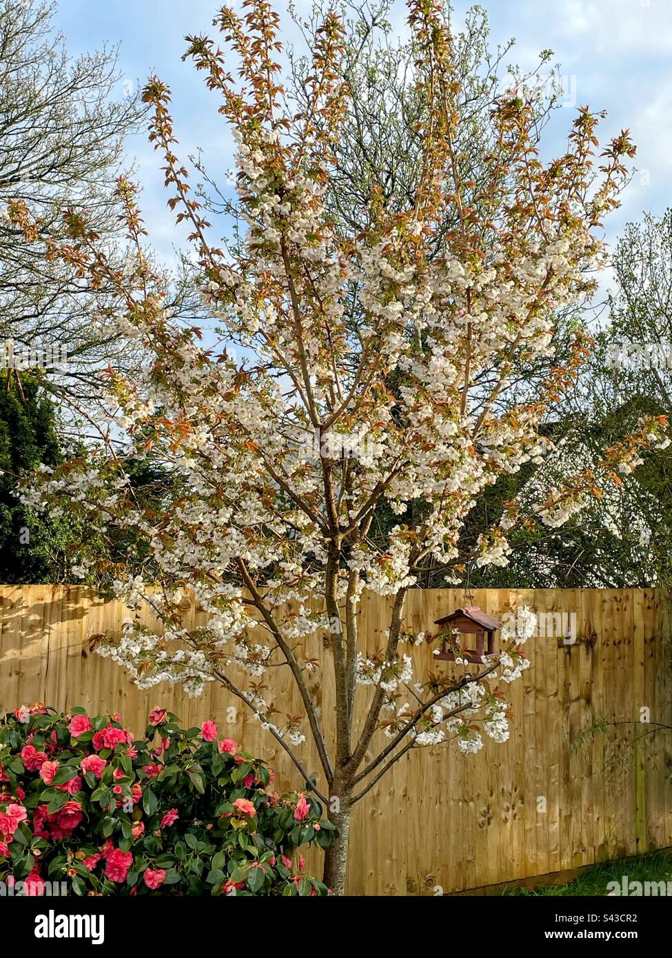 Cherry blossom - Smartphone Captured Stock Image