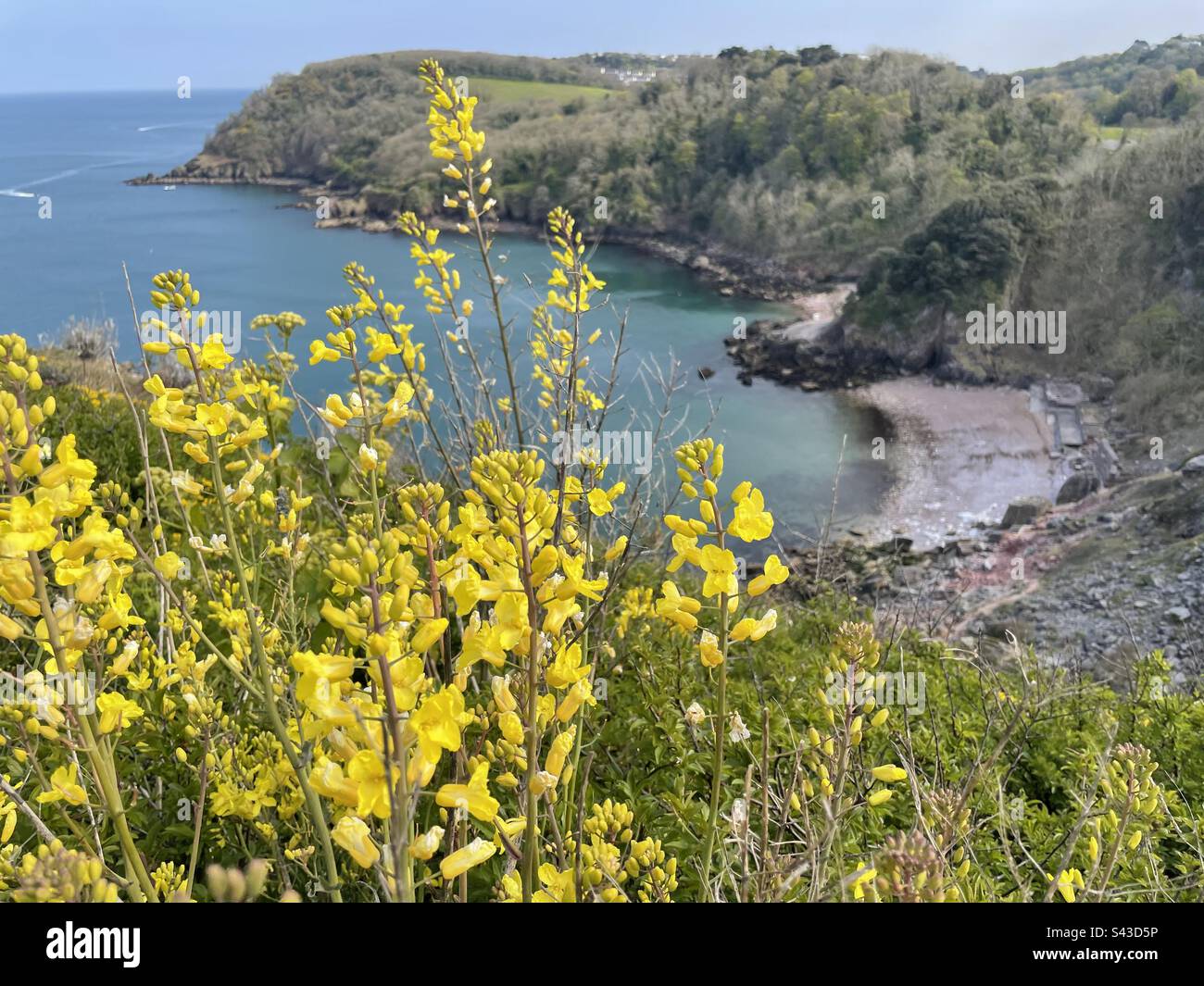 Wildflowers on Devon cliffs Stock Photo Alamy