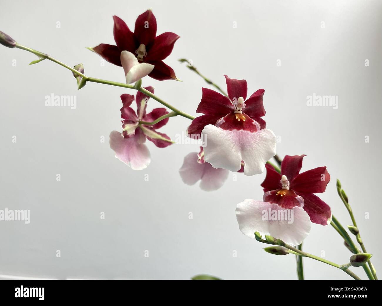 Oncidium orchid Stock Photo