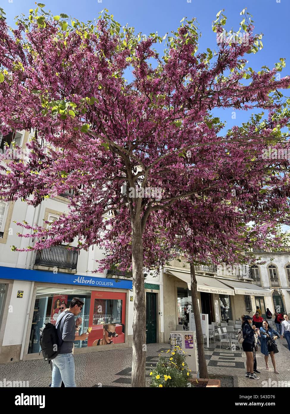Judas tree - Smartphone Captured Stock Image