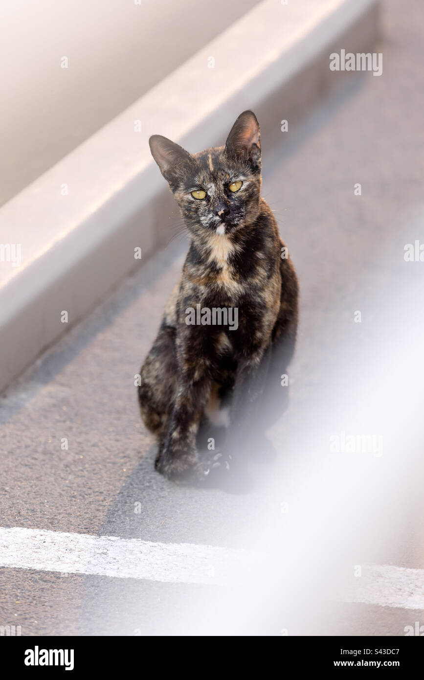 Calico cat street portrait Stock Photo