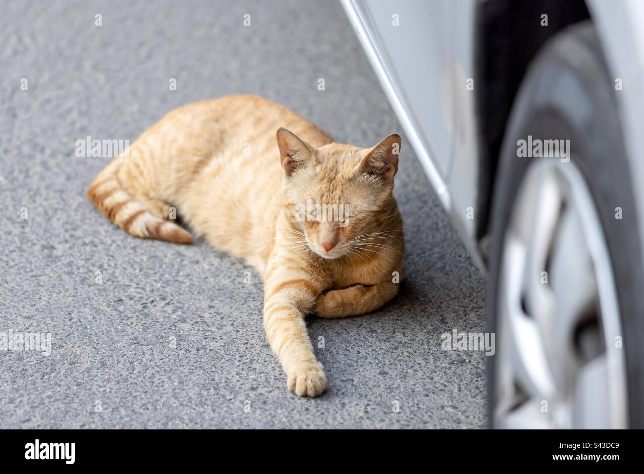 Cute ginger cat sleeping in the street beside the car - Smartphone Captured Stock Image