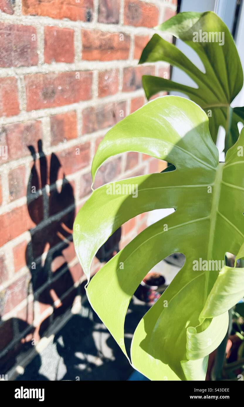 Swiss cheese plant hires stock photography and images Alamy