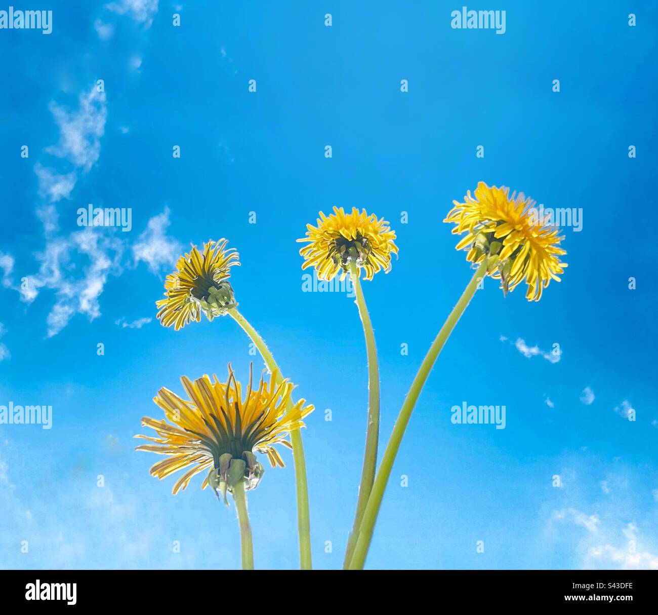 Tall stems sky blue hi-res stock photography and images - Alamy