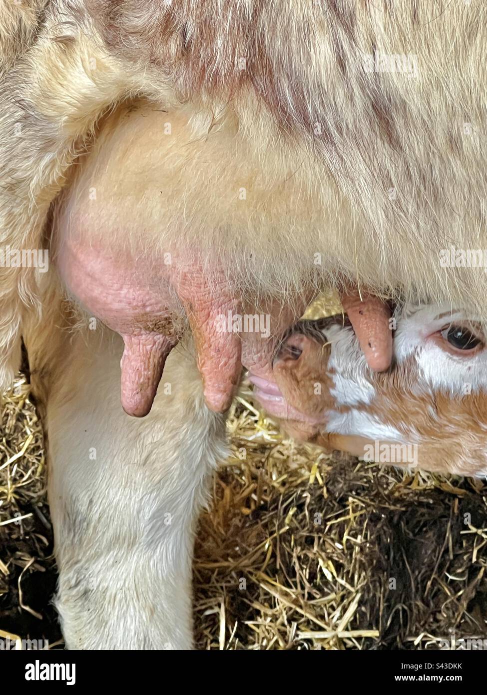 Young calf suckling on mother cow udder Stock Photo