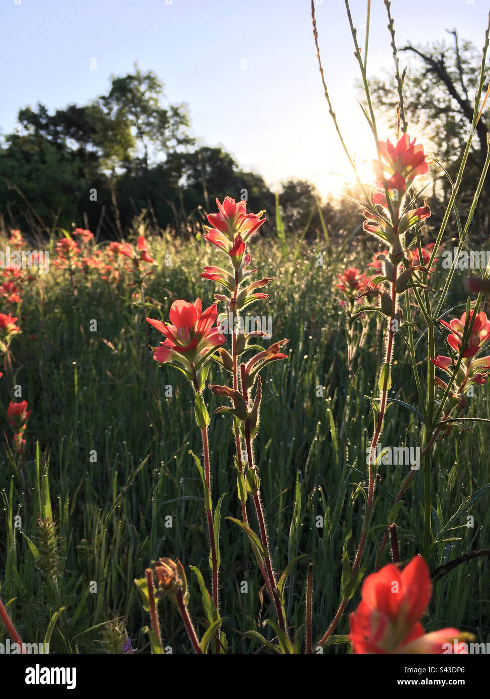 Field of Indian Paintbrush wildflowers Stock Photo Alamy