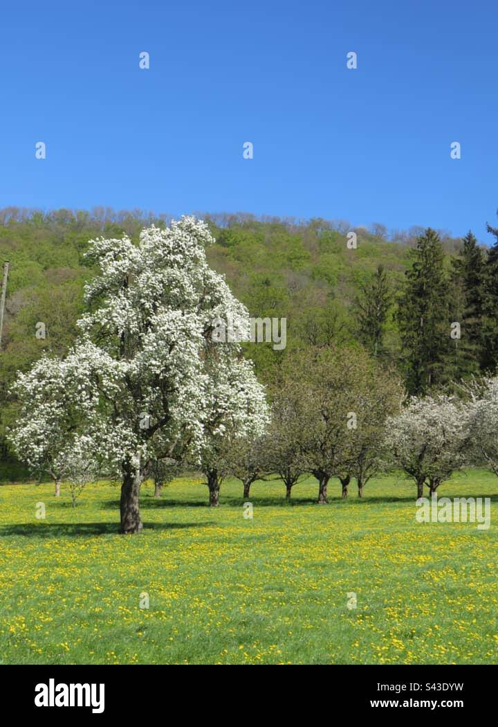 Spring Vibes! Switzerland! - Smartphone Captured Stock Image