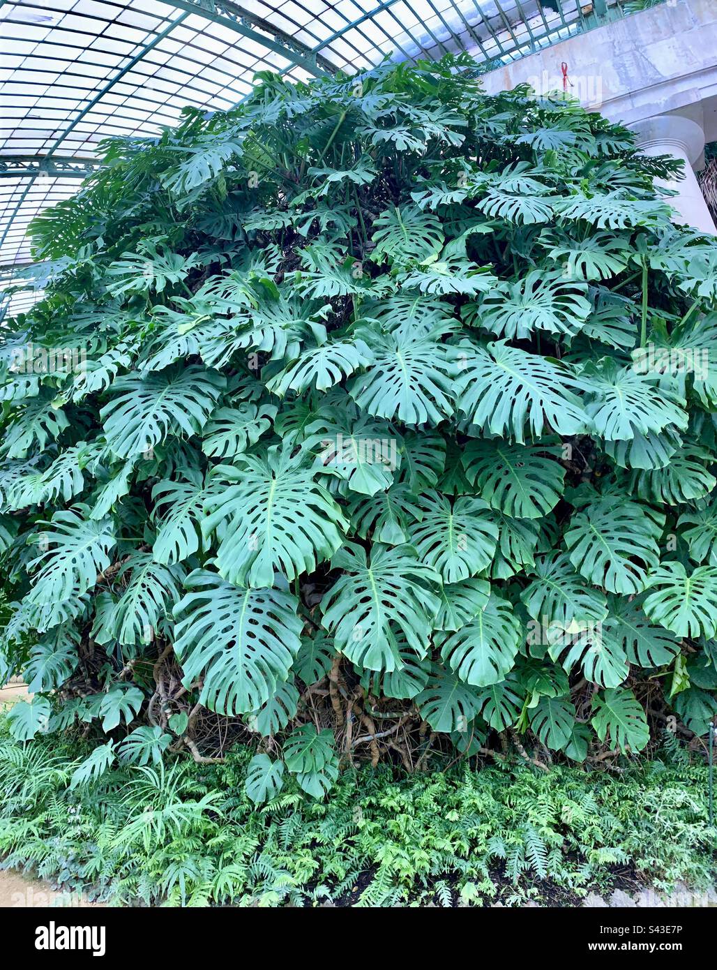 Huge Monstera deliciosa (Swiss cheese plant Stock Photo - Alamy