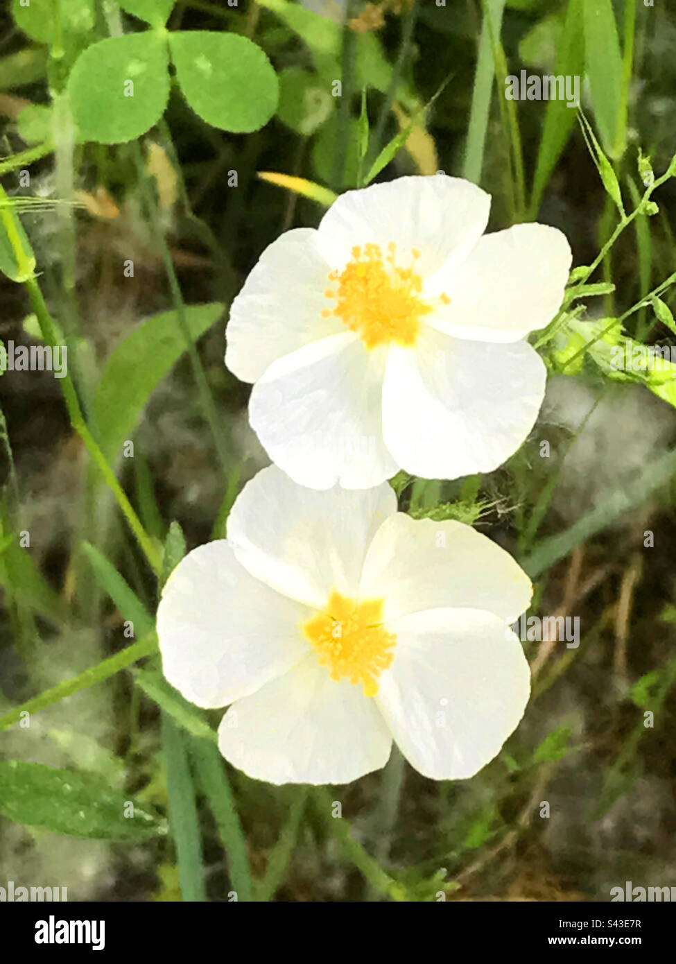 White flowers - Smartphone Captured Stock Image