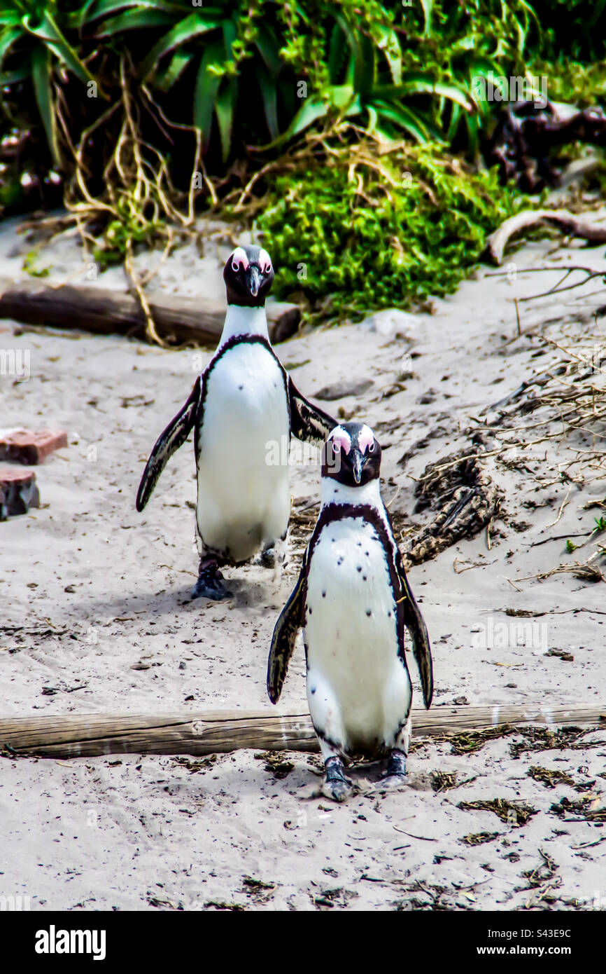 Penguins natural habitat hi-res stock photography and images - Alamy