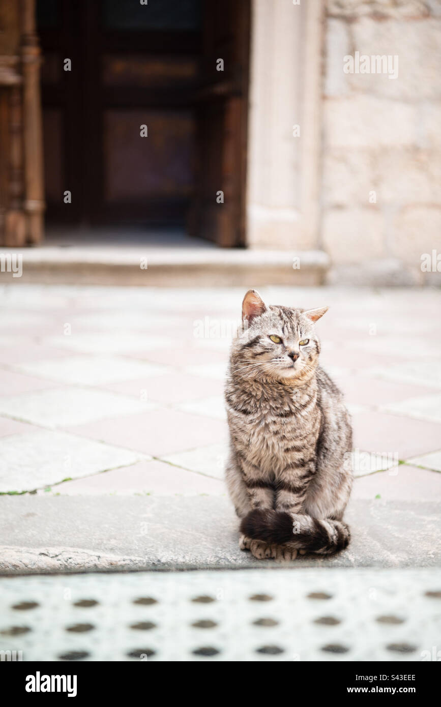 Cute tabby cat on the street Stock Photo - Alamy