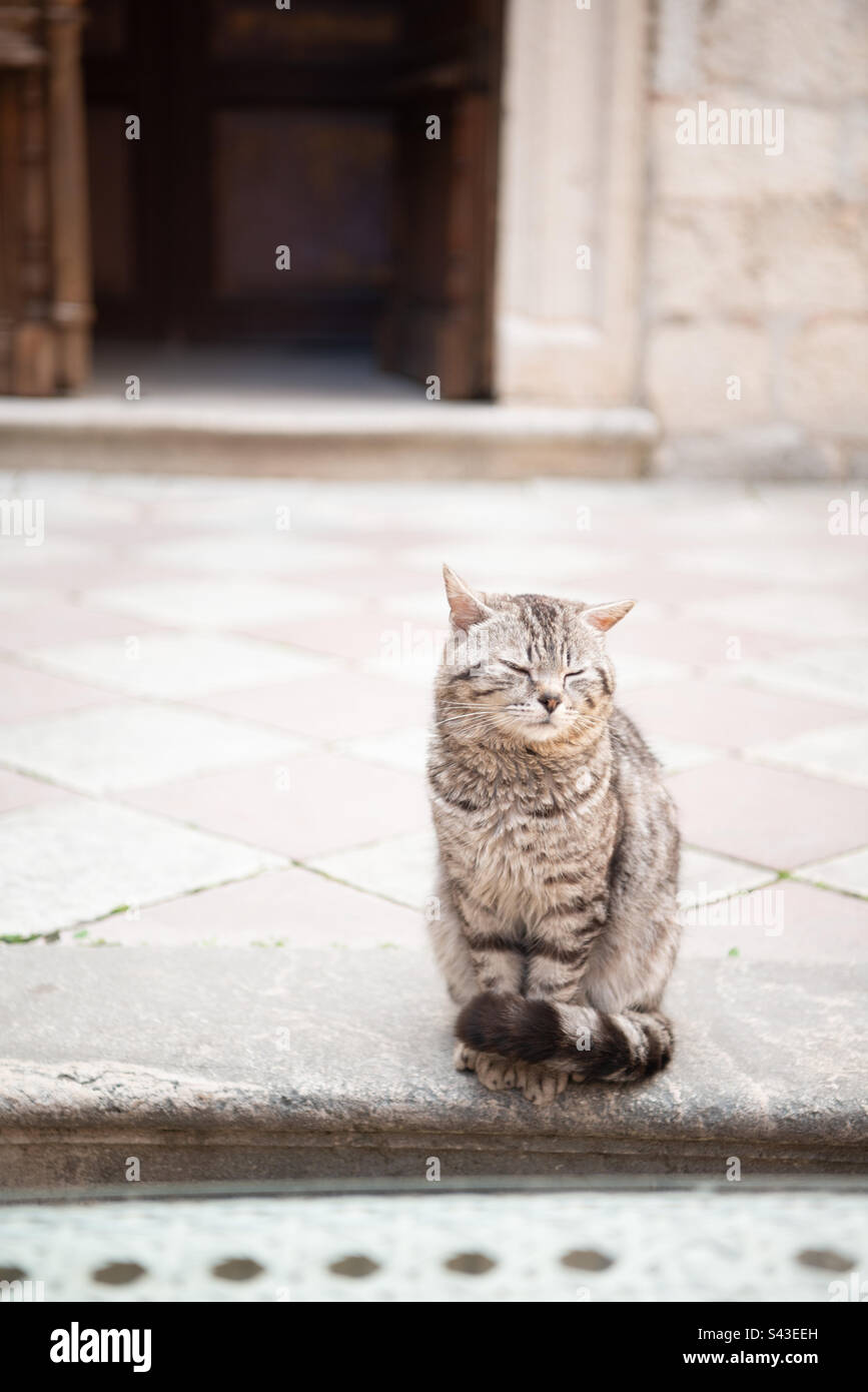 Cute tabby cat sitting on the street Stock Photo - Alamy