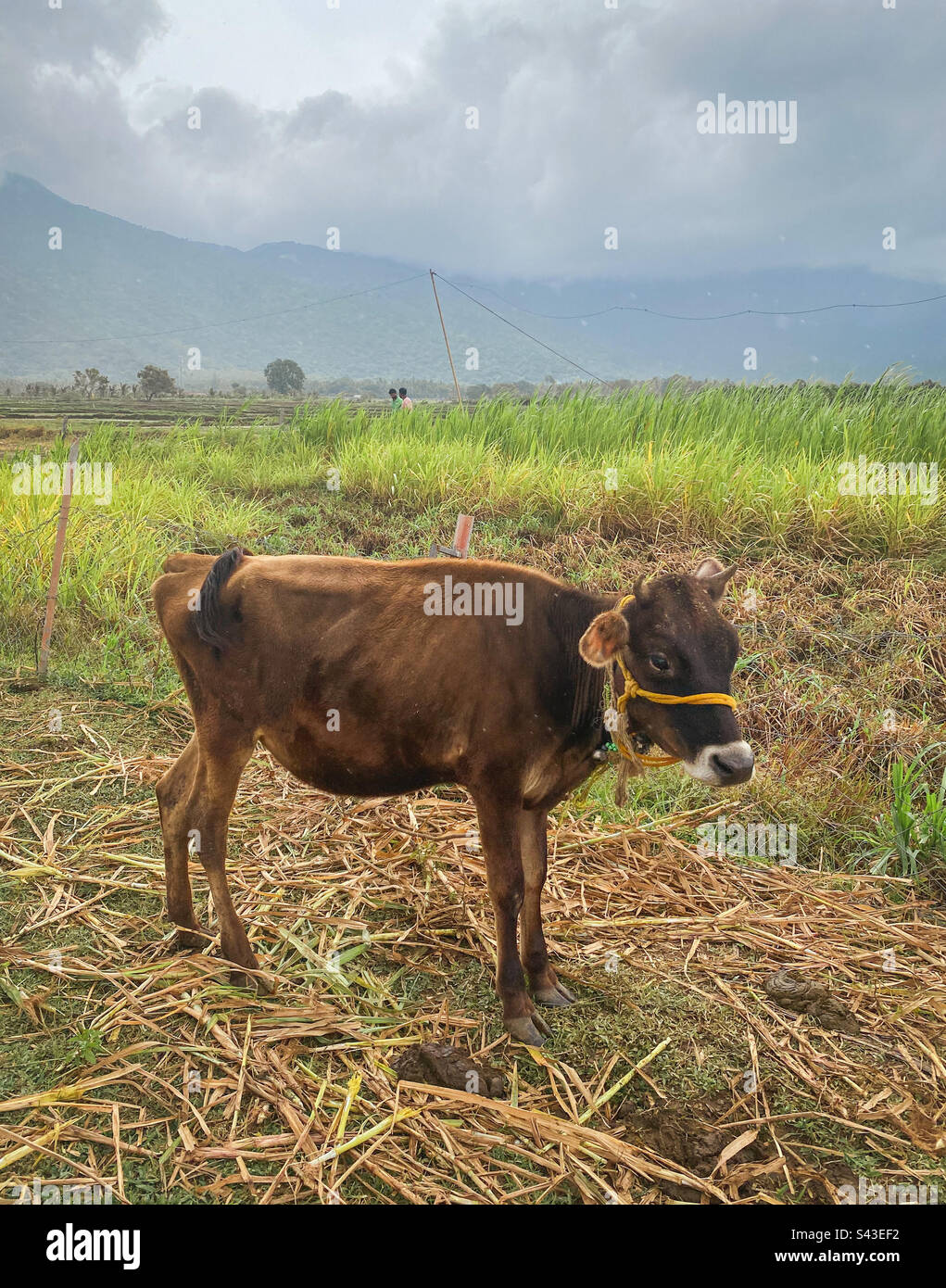 Young calf in field, Tamil Nadu, India. - Smartphone Captured Stock Image