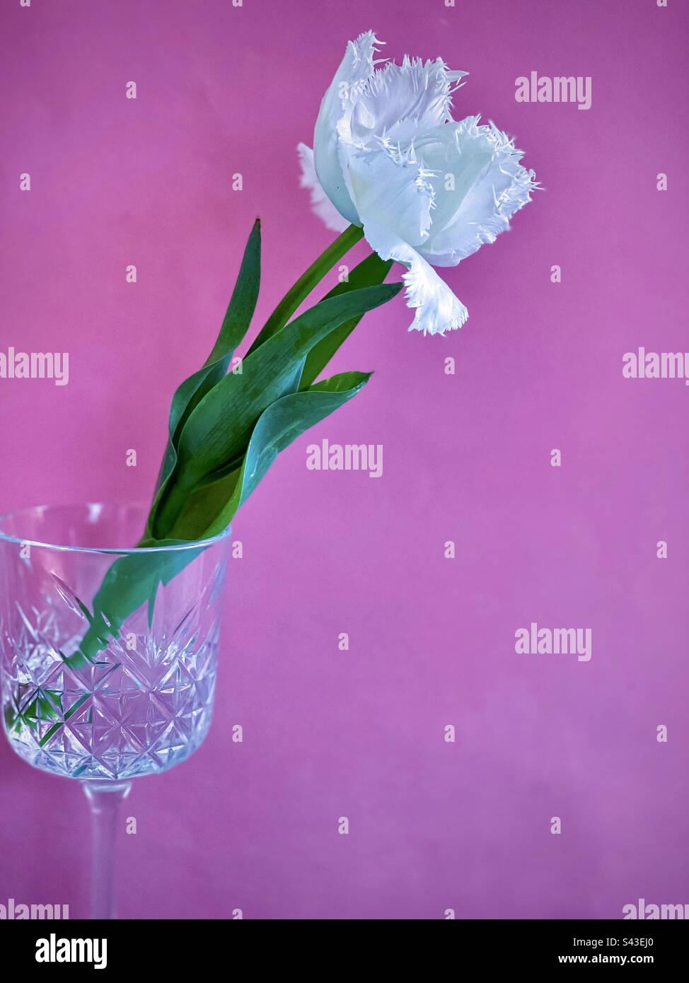 Close-up of a single white fringed tulip in a crystal glass on pink background. - Smartphone Captured Stock Image