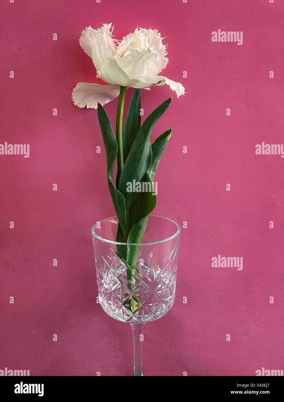 Single white fringed tulip in a crystal wineglass on pink background. - Smartphone Captured Stock Image