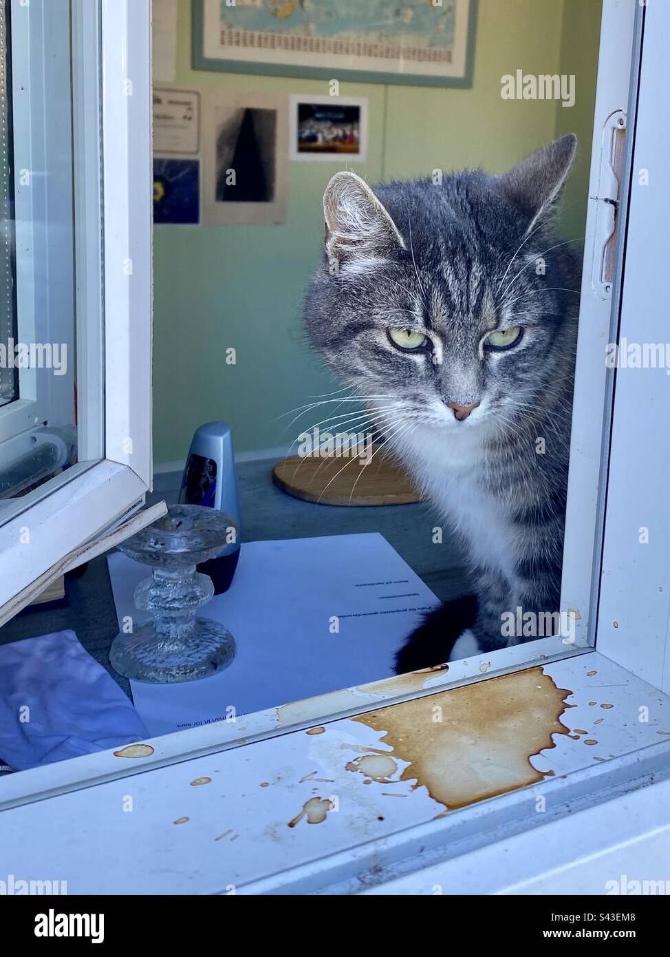 A little house cat kitten found standing on the window sill looking into the garden over spilt coffee - Smartphone Captured Stock Image