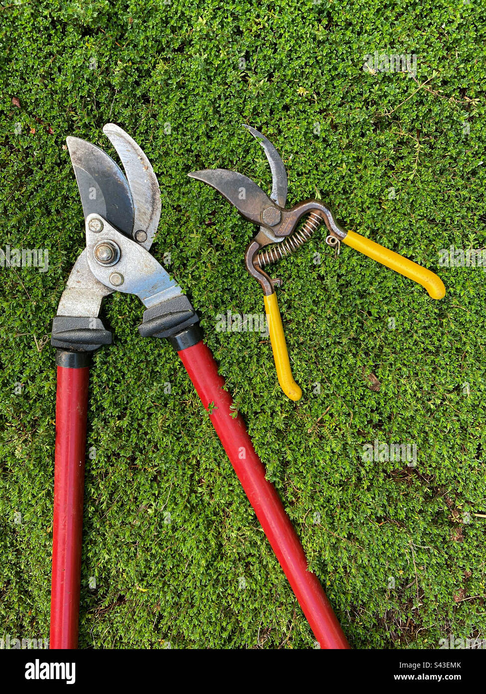 Gardening tools laying on natural green ground cover in the garden. - Smartphone Captured Stock Image